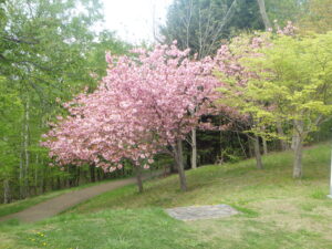 2023年5月10日噴水広場北側の展望デッキ横の八重桜