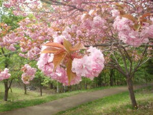 2023年5月10日展望デッキ横の八重桜の花