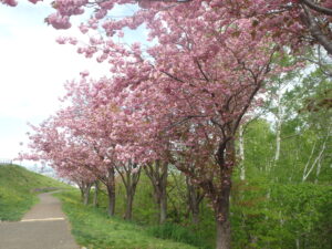 2023年5月10日レストハウス横の八重桜２