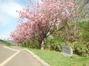 2023年5月10日レストハウス横の八重桜１