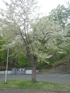 2023年5月10日第２駐車場のカスミサクラ