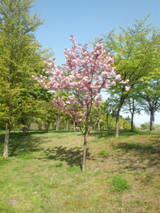 2023年5月13日友愛の小径近くの八重桜