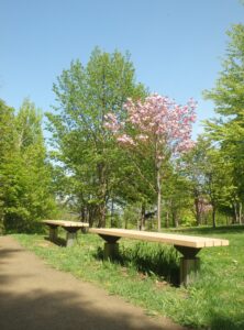 2023年5月13日友愛の小径碑近くの八重桜