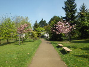 2023年5月13日噴水広場北側の園路沿いの八重桜