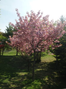 2023年5月13日噴水広場北側の園路沿いの八重桜２