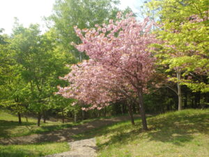 2023年5月13日展望デッキ北側の八重桜