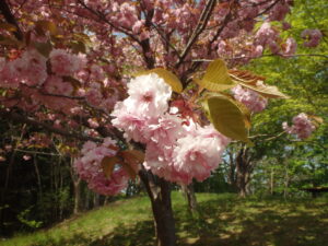 2023年5月13日展望デッキ横の八重桜の花の様子