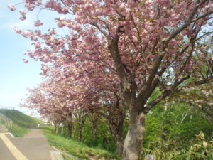 2023年5月13日レストハウス横の八重桜