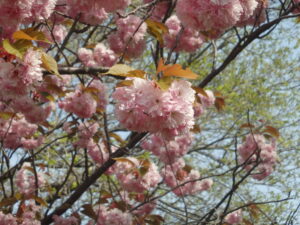 レストハウス横の八重桜の花の様子