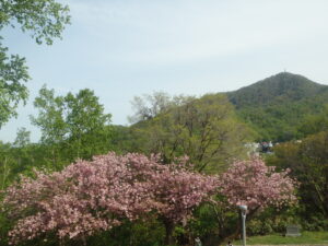 2023年5月13レストハウス横の階段から見た、八重桜と藻岩山