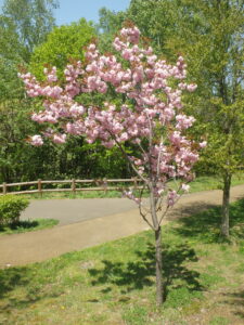 2023年5月14日友愛の小径碑近くの八重桜２