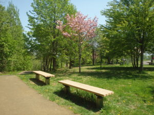 2023年5月14日友愛の小径碑近くの八重桜１