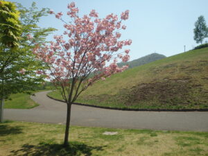 2023年5月14日新桜並木横前の園路沿いの八重桜と藻岩山