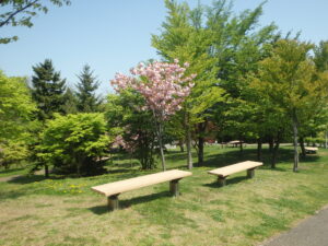 2023年5月14日新桜並木前の園路沿いの八重桜