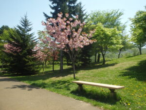2023年5月14日噴水広場北側の園路沿いの八重桜１