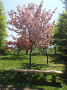 2023年5月14日噴水広場北側の園路沿いの八重桜２