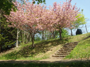 2023年5月14日展望デッキ横の八重桜