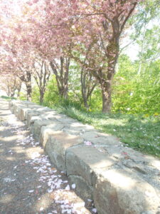 2023年5月14日レストハウス横の八重桜の落ちた花びら