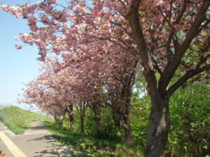 2023年5月14日レストハウス横の八重桜