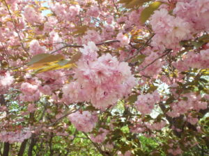 2023年5月14日レストハウス横の八重桜の花