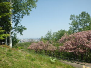 2023年5月14日レストハウス横の階段から見た八重桜と札幌市内