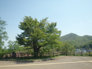 2023年5月14日展望台の一本桜と藻岩山