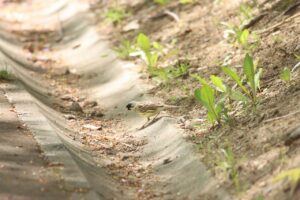 アオジ雄2023年5月5日