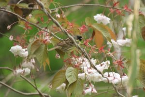 アオジ雄2023年5月12日八重桜