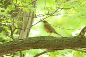 アカハラ雌2023年5月19日