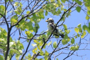 イカル2023年5月19日