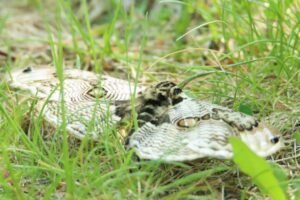 イボタガ2023年5月26日