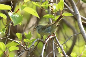 ウグイス2023年5月19日1左向き