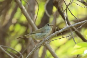 ウグイス2023年5月19日2右向き