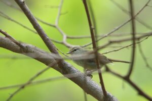 ウグイス2023年5月12日