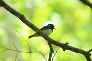 オオルリ雄2023年5月26日2