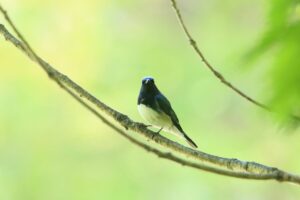 オオルリ雄2023年5月26日1