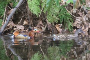 オシドリ2023年5月5日ペアふしぎ池にて