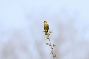 カワラヒワ2023年5月19日