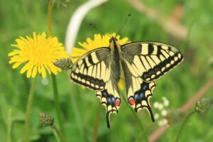 キアゲハ2023年5月19日