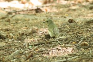 キビタキ雌2023年5月26日