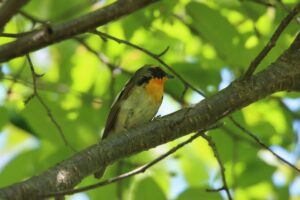 キビタキ雄2023年5月26日1