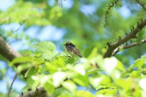 キビタキ雄2023年5月26日2