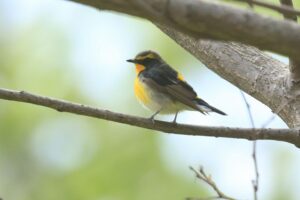 キビタキ雄2023年5月12日