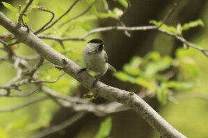 コガラ2023年5月5日