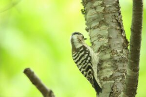 コゲラ2023年5月19日