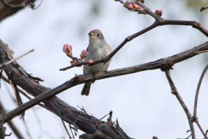 コサメビタキ2023年5月12日