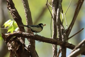 シジュウカラ2023年5月5日