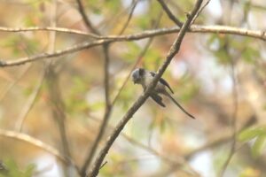 シマエナガ2023年5月5日