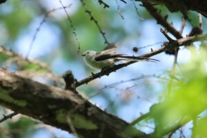 シマエナガ2023年5月19日