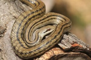 シマヘビ2023年5月26日